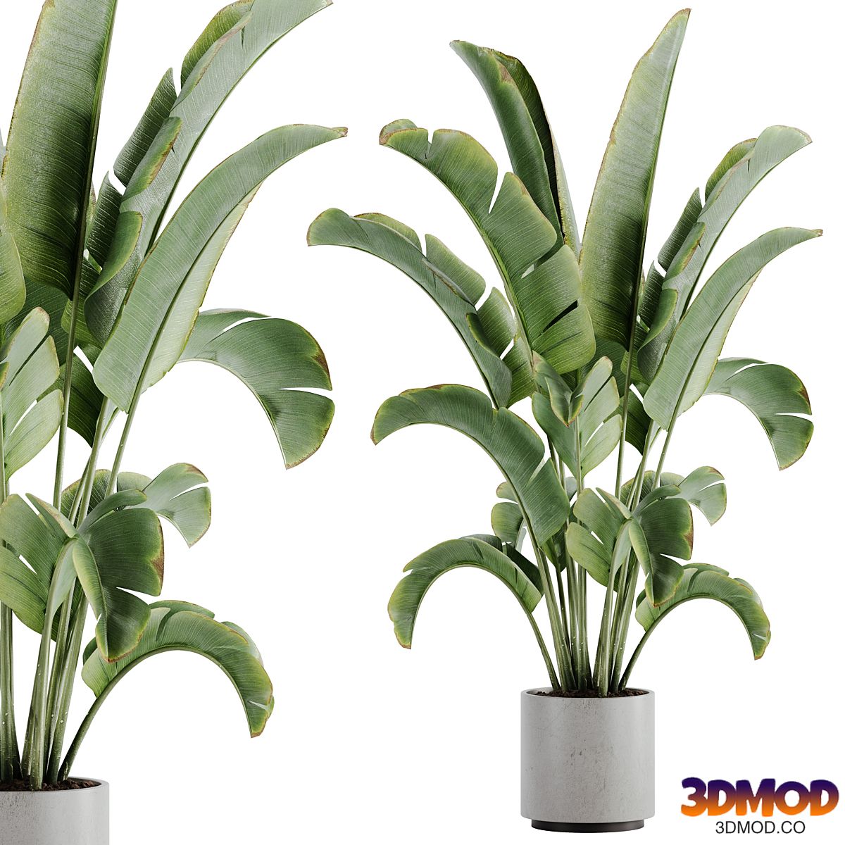 indoor plant Set 15
