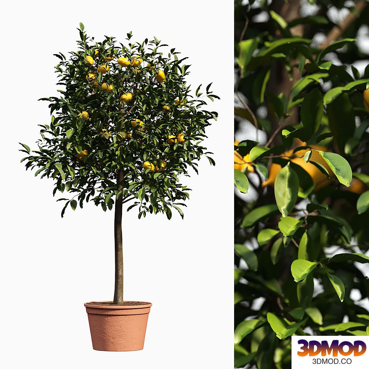 lemon bushes