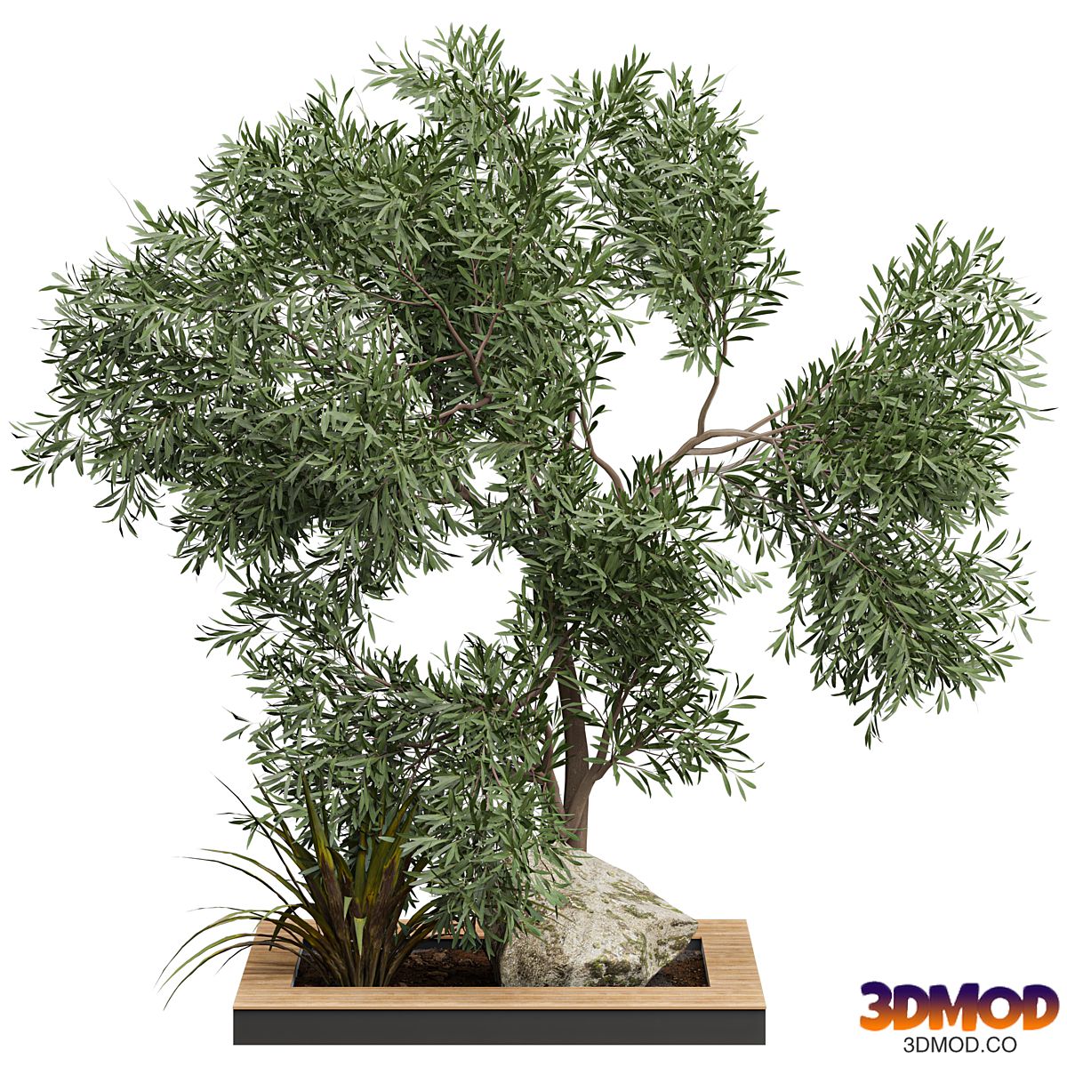 Outdoor Plant 221