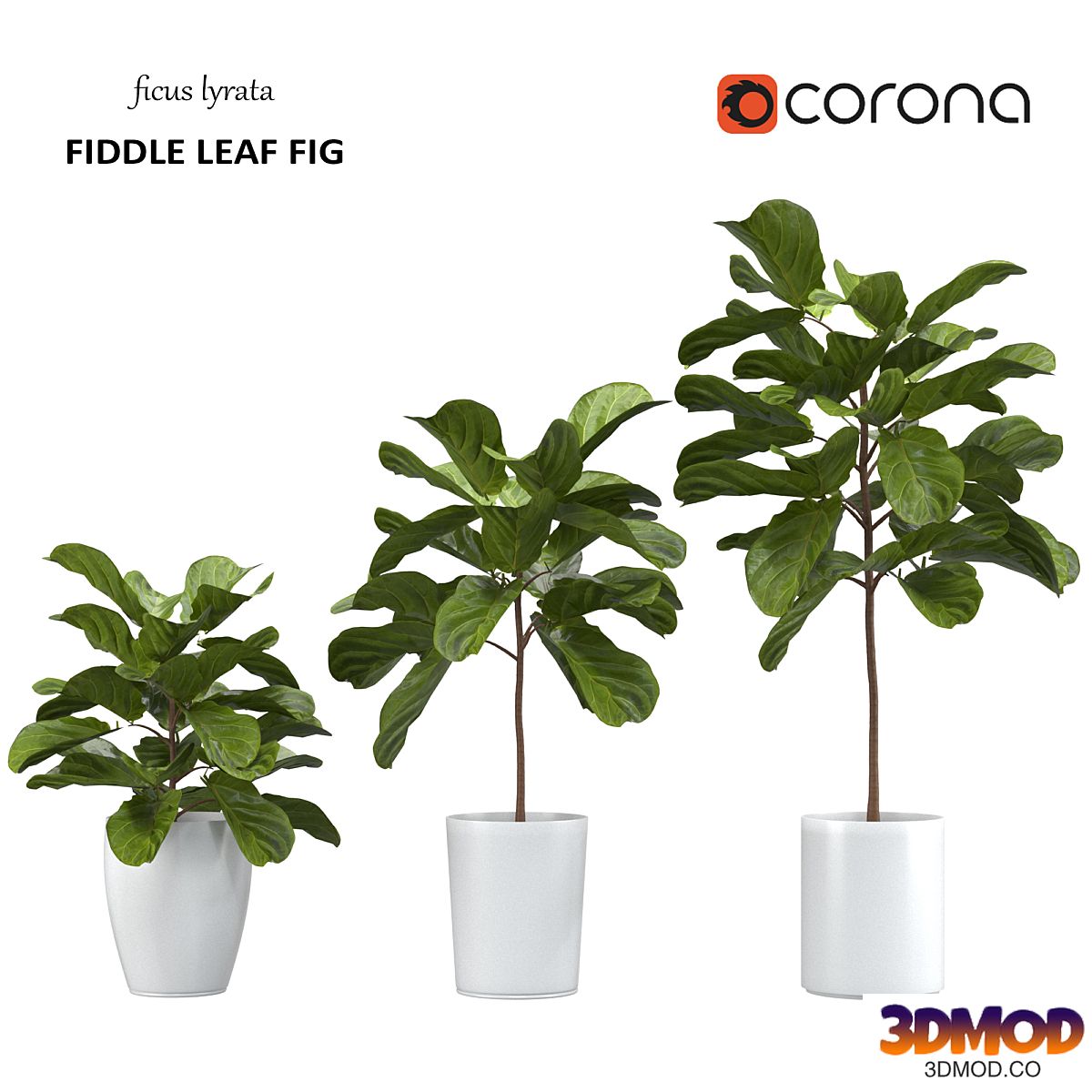 Ficus lyrata - Fiddle Leaf Fig