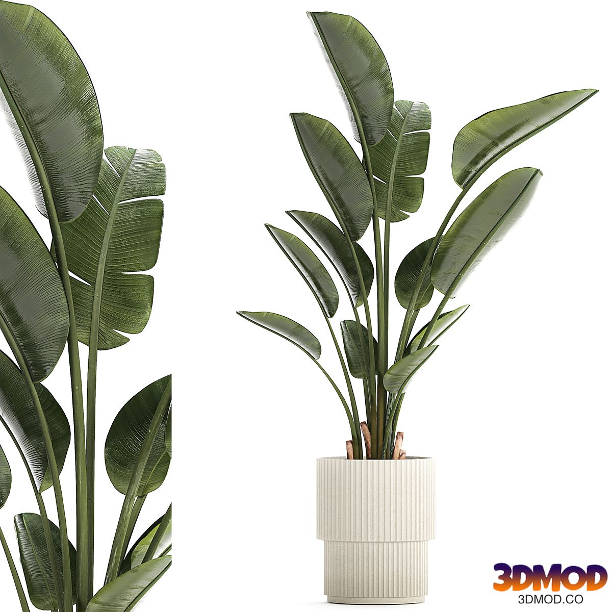 Beautiful exotic plant in a flower pot for interior decor Strelitzia, Ravenala. 1252