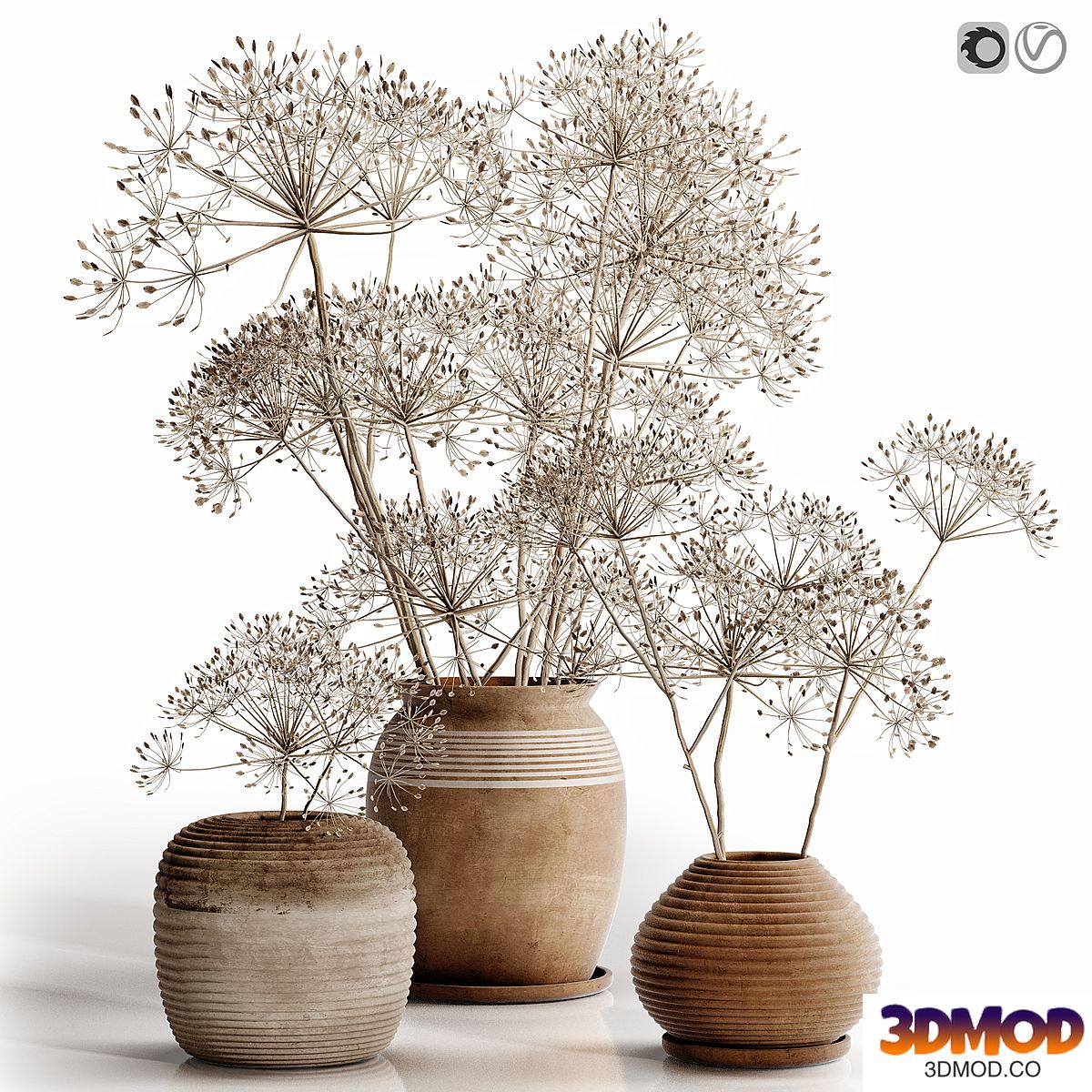 heracleum plant set