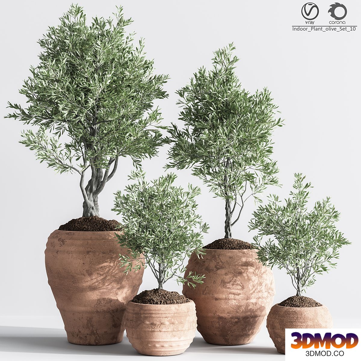 Indoor_Plant_olive_Set_10