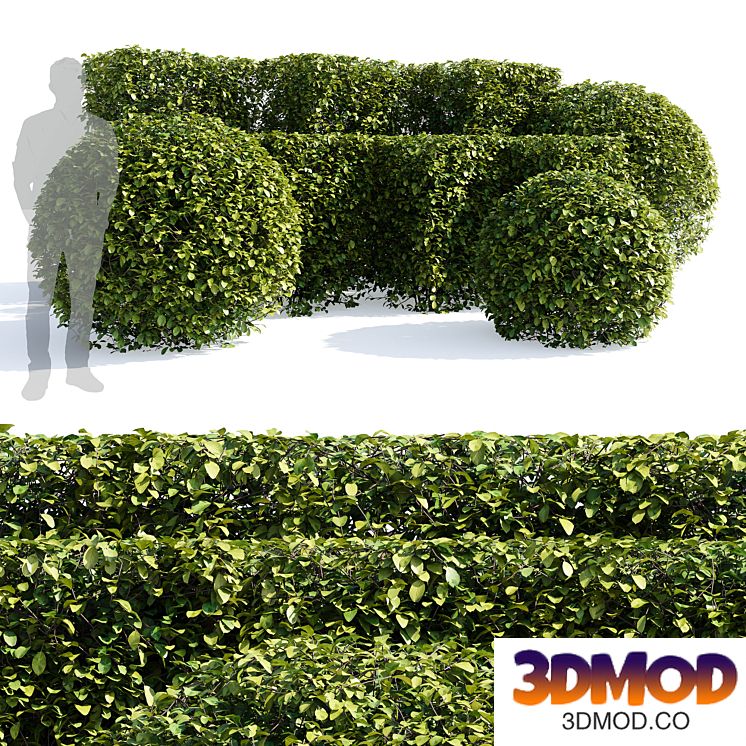 Chokeberry hedge (Aronia melanocarpa Hedge)