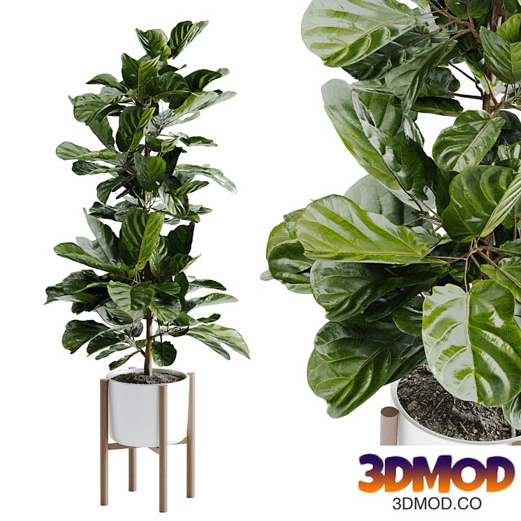 Ficus Lyrata Plant