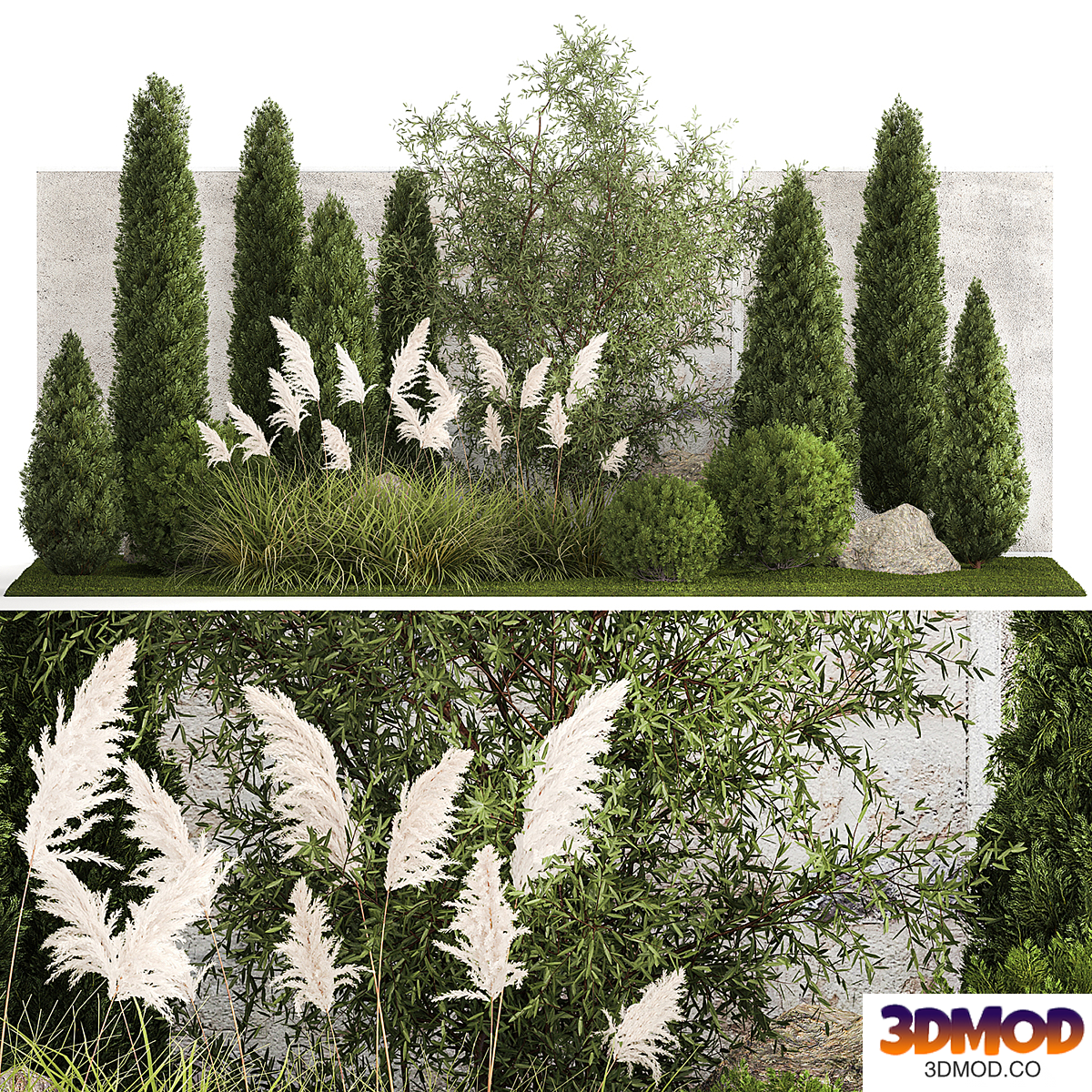 Garden with Thuja trees, cypress, Pampas grass, reed, Cortaderia, Elaeagnus. Set of plants 1341