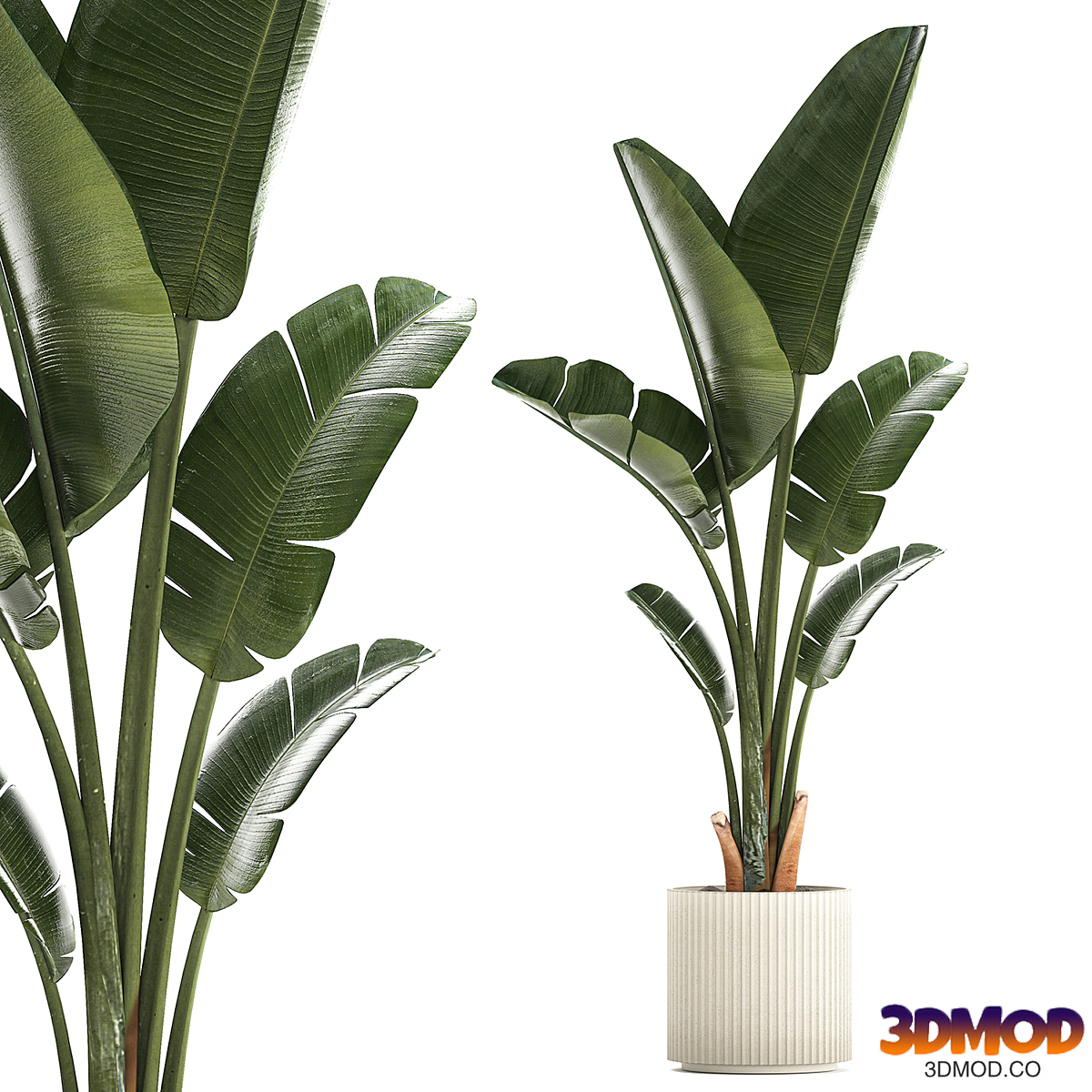Exotic bush plants in a flower pot Ravenala, Strelitzia, Banana palm. Plant collection 1325