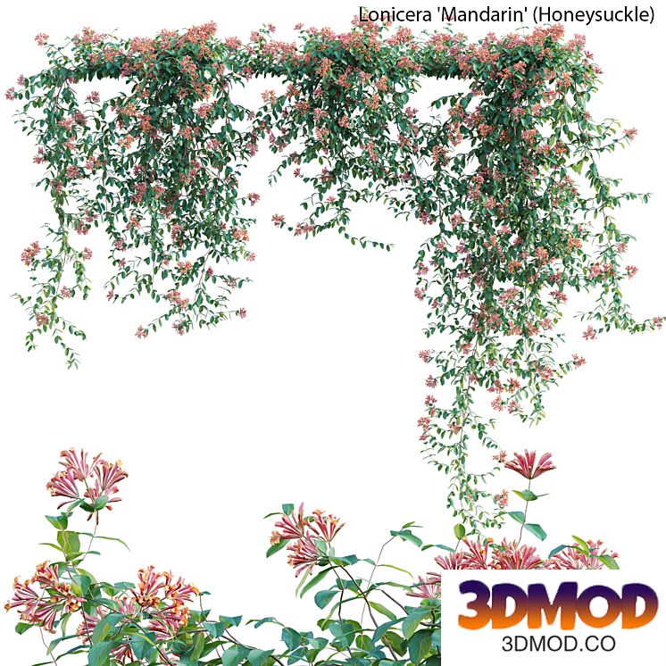 Lonicera Mandarin - Honeysuckle 02
