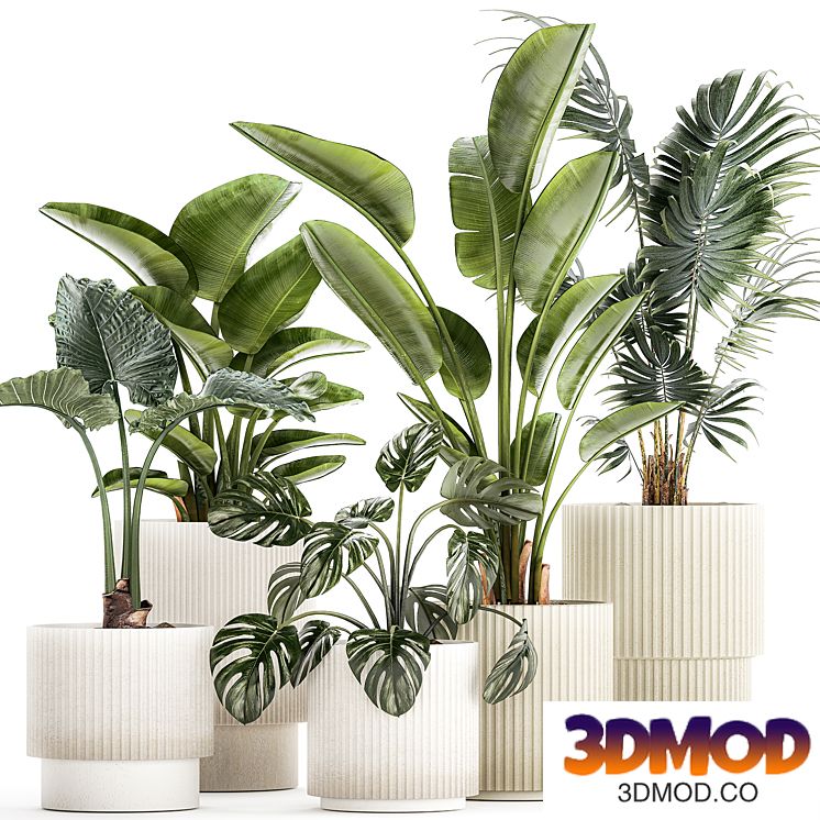 Plant collection 1465
