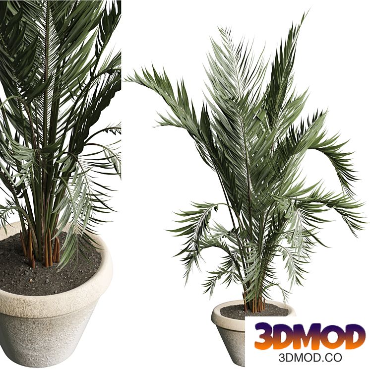 indoor Plant 484