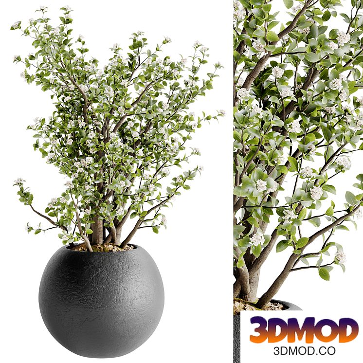 Indoor Bonsai Plants 36