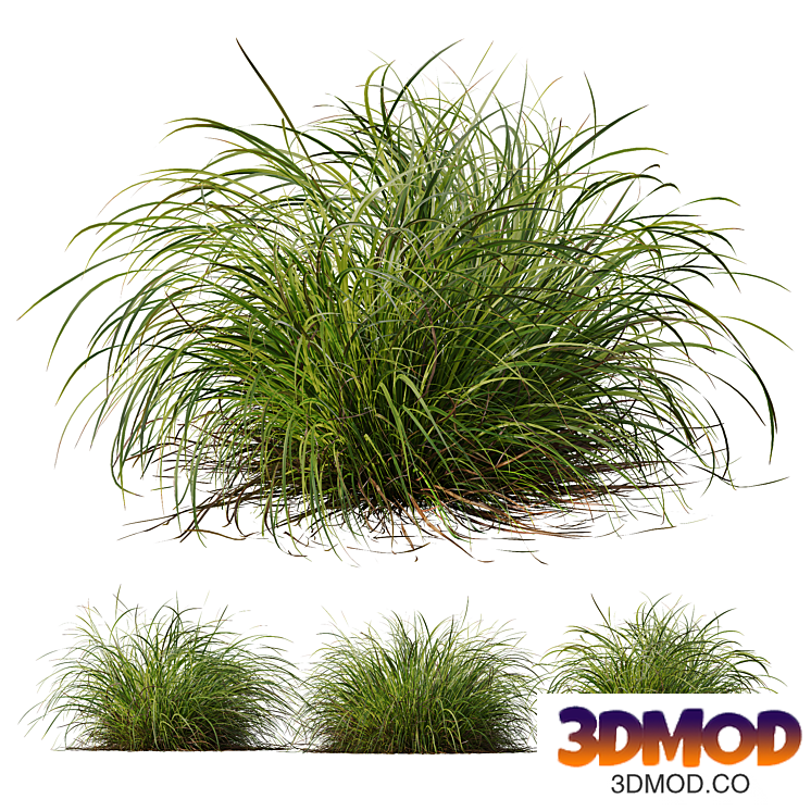 HQ Plants Carex Elata Aurea Grass Version2