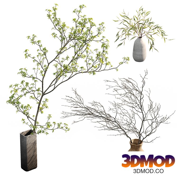 Branches in vases