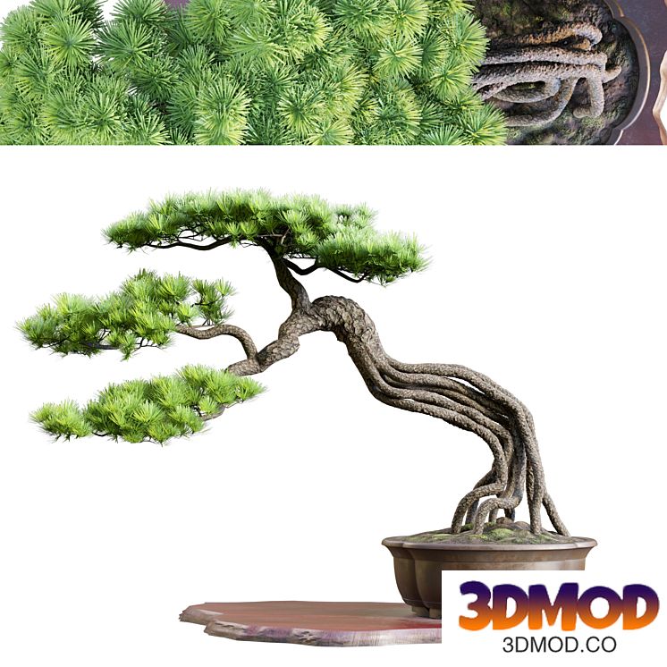 Bonsai 04 | PBR | Midpoly | HQ
