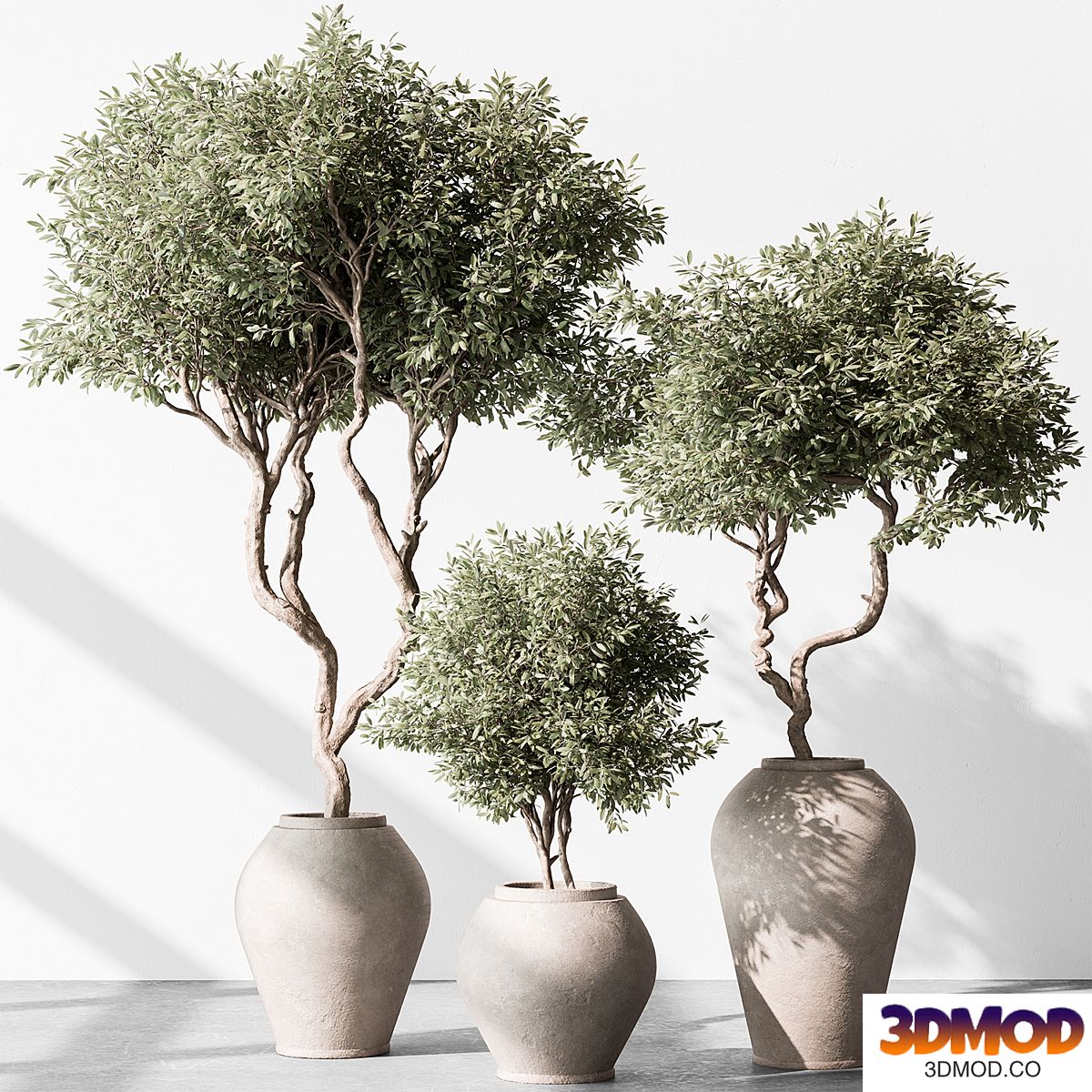 Indoor Plant 702 - Olive Plant