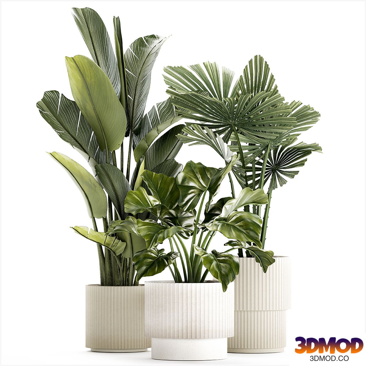 Plant collection 1436