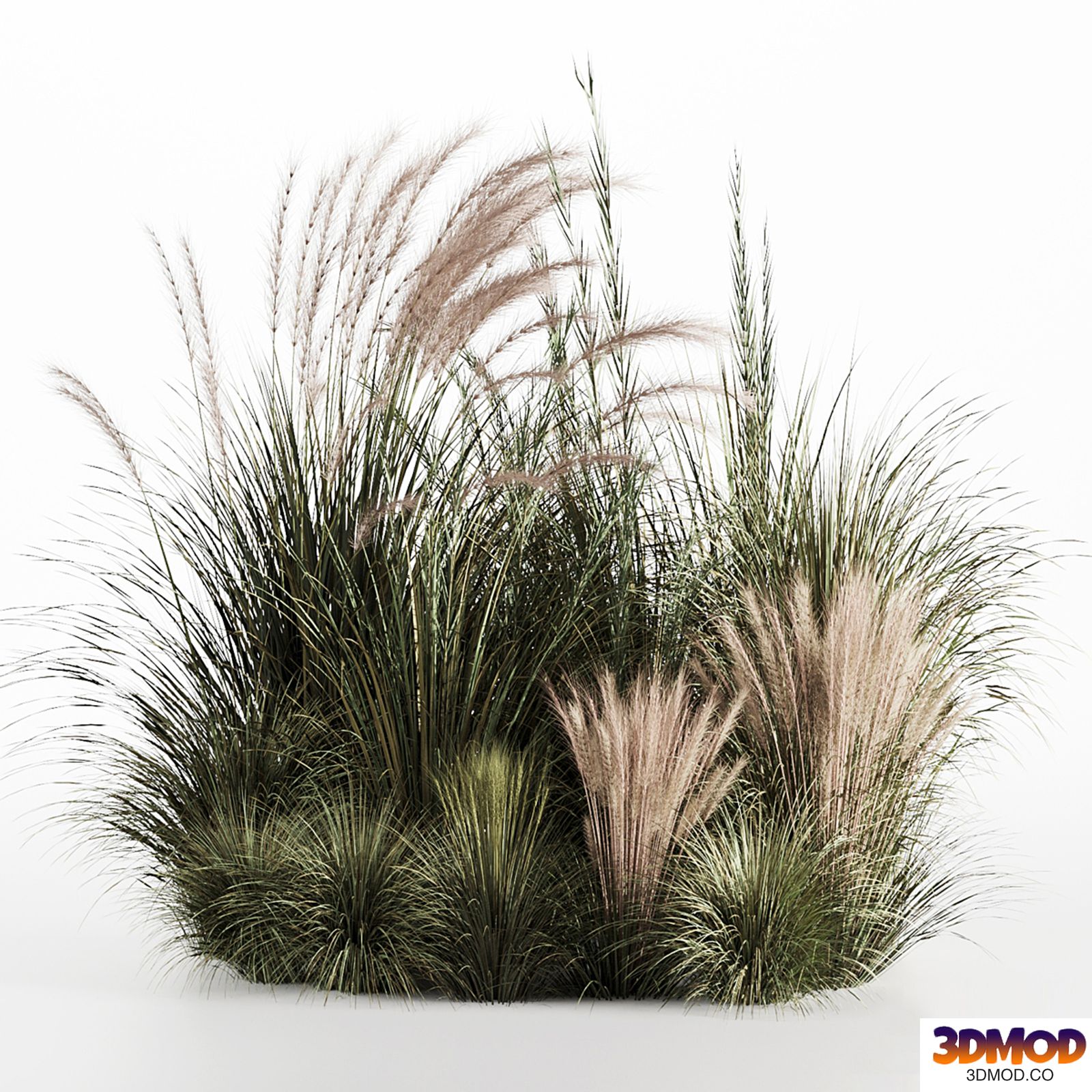Bush-Bush Dried and Fresh set-05