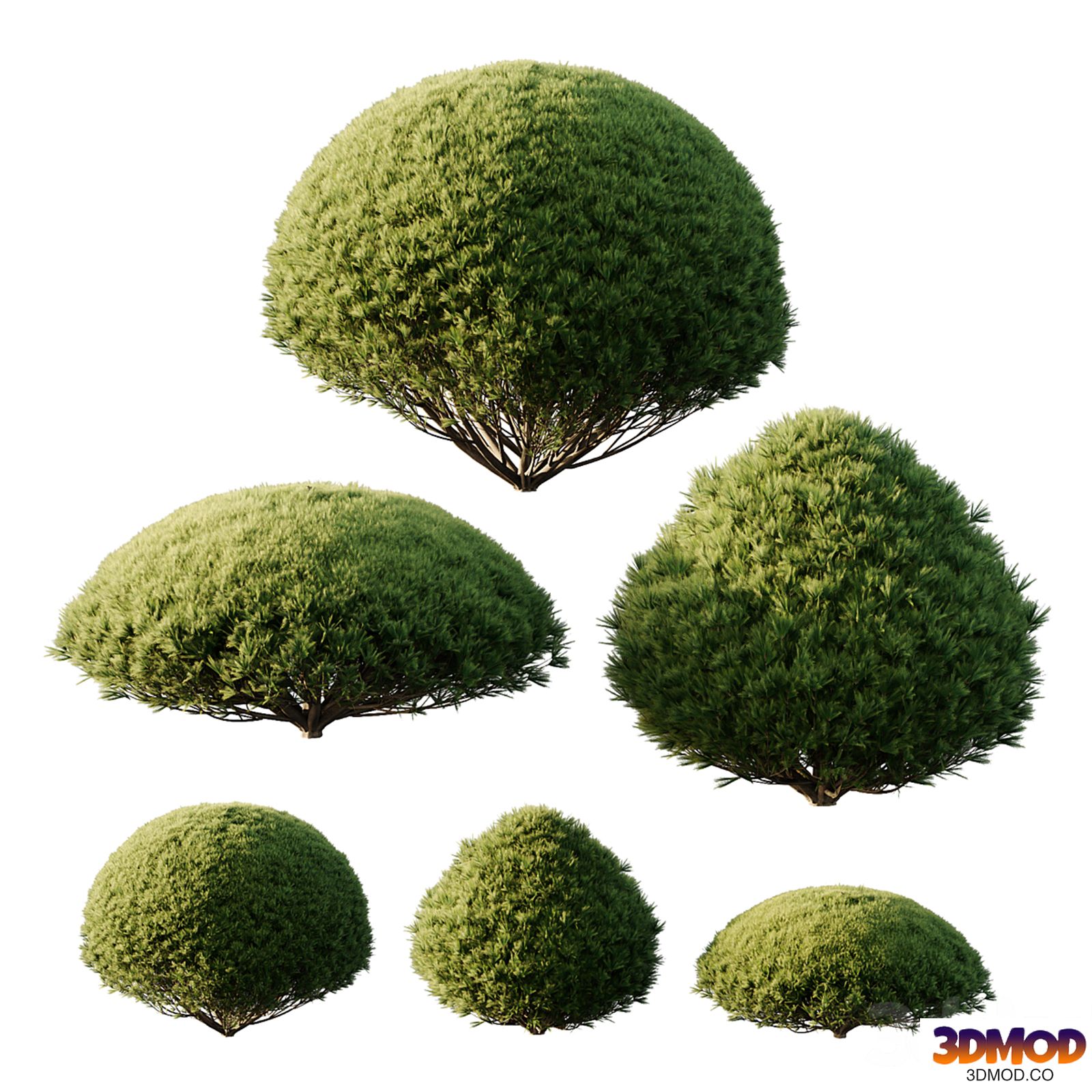 Pinus Mugo Bush03
