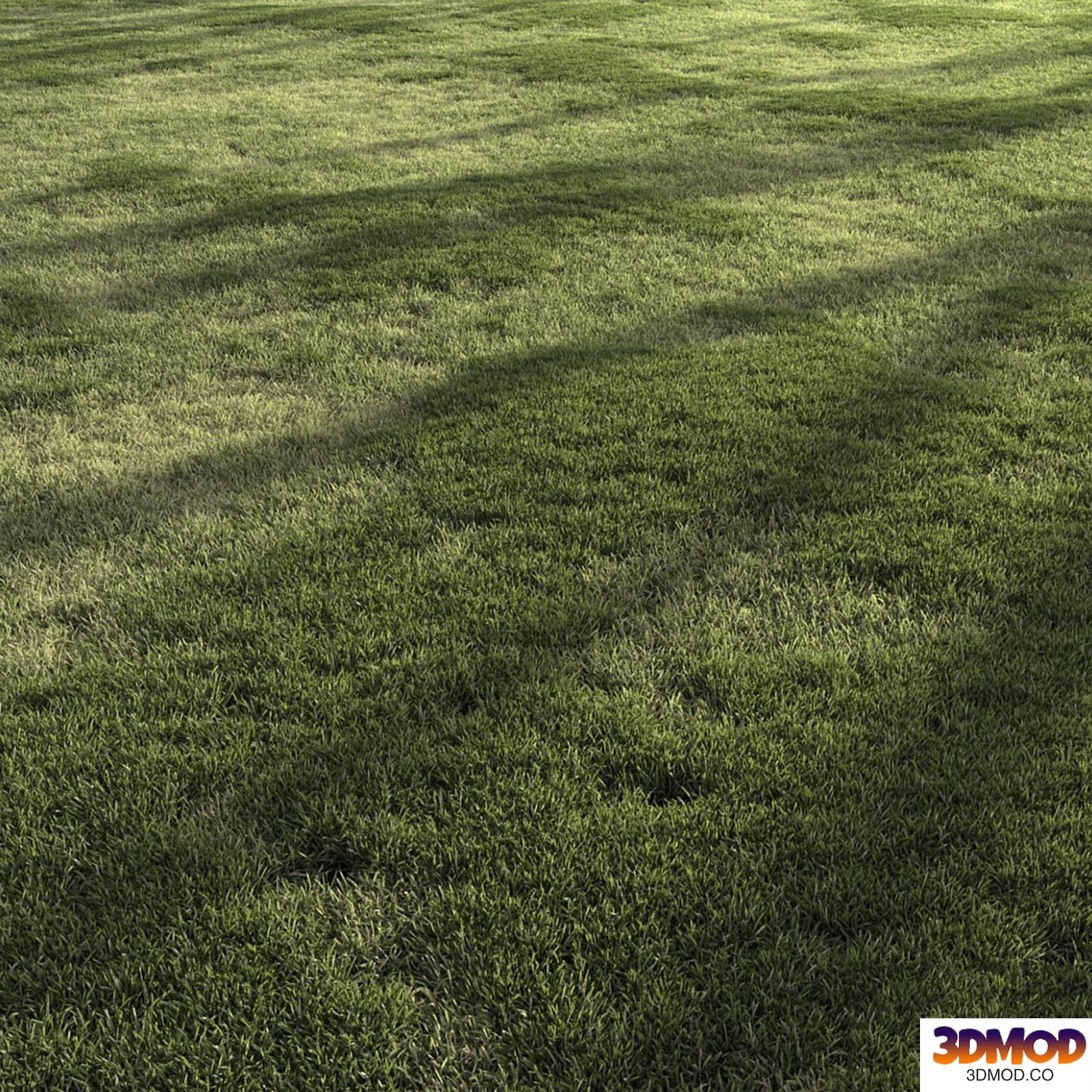 Forest Grass 4