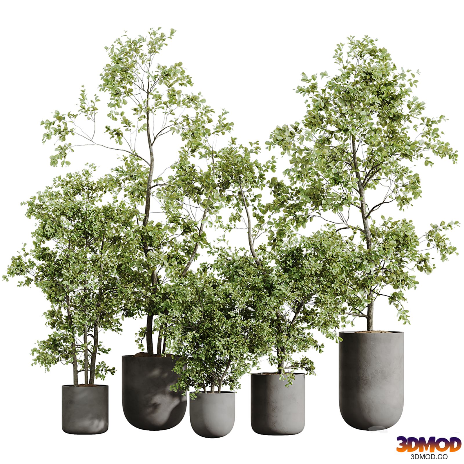 HousePlants Mission Kalamata Leccino Arbequina Wilsonii Chemlali Olive Set53