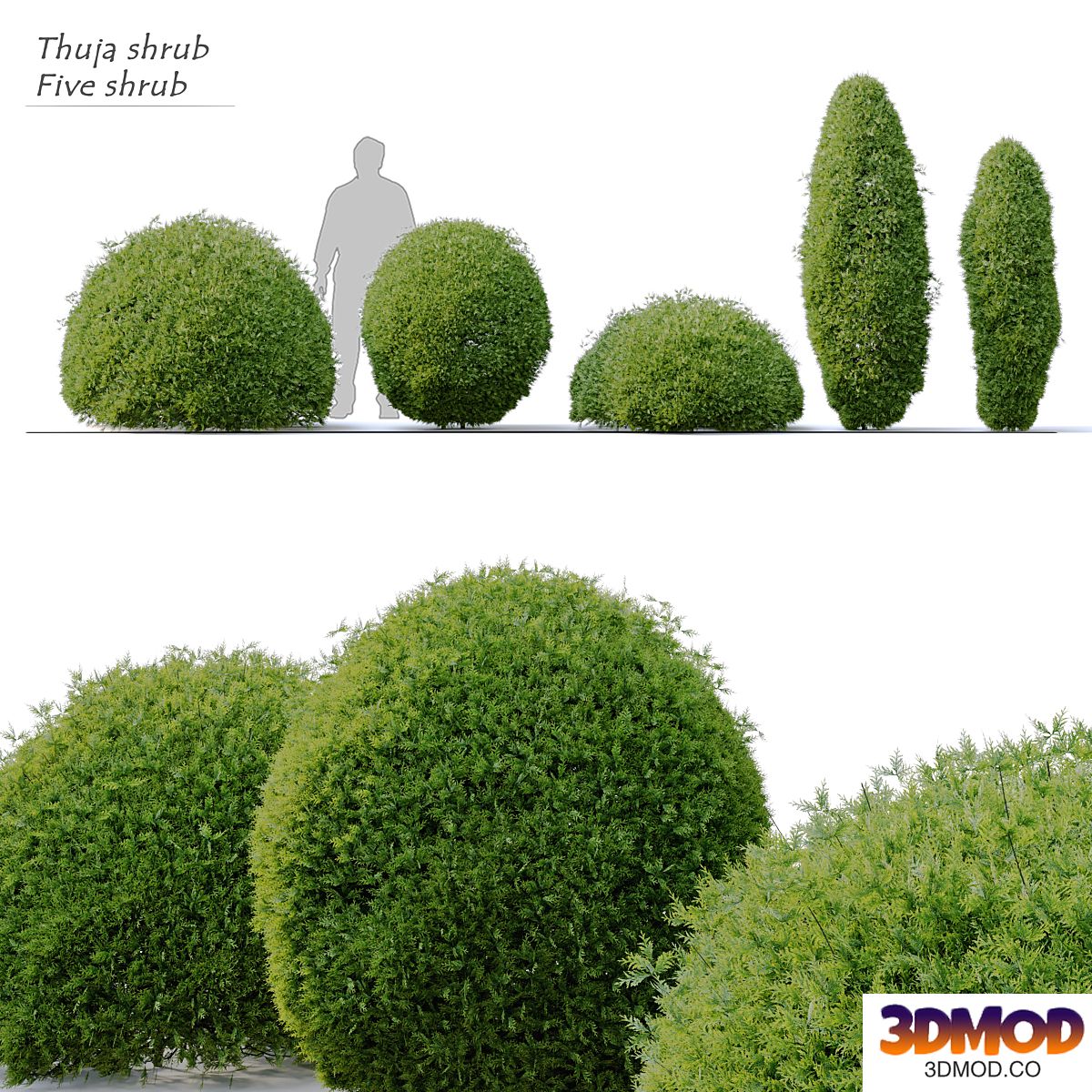Thuja shrub