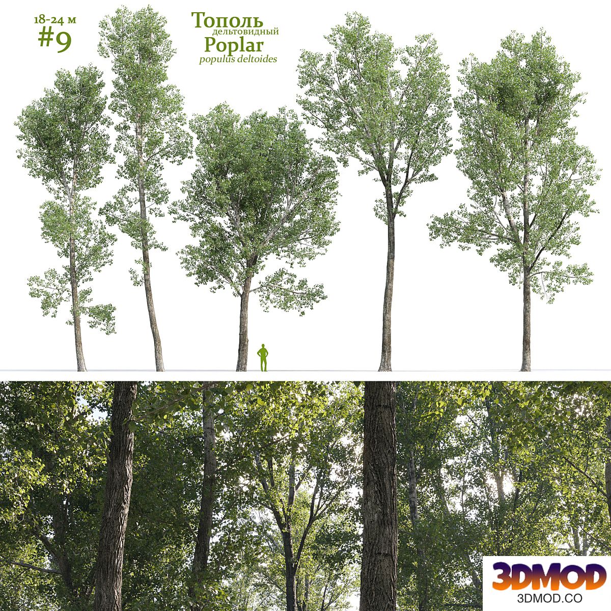Poplar / Populus deltoides #9