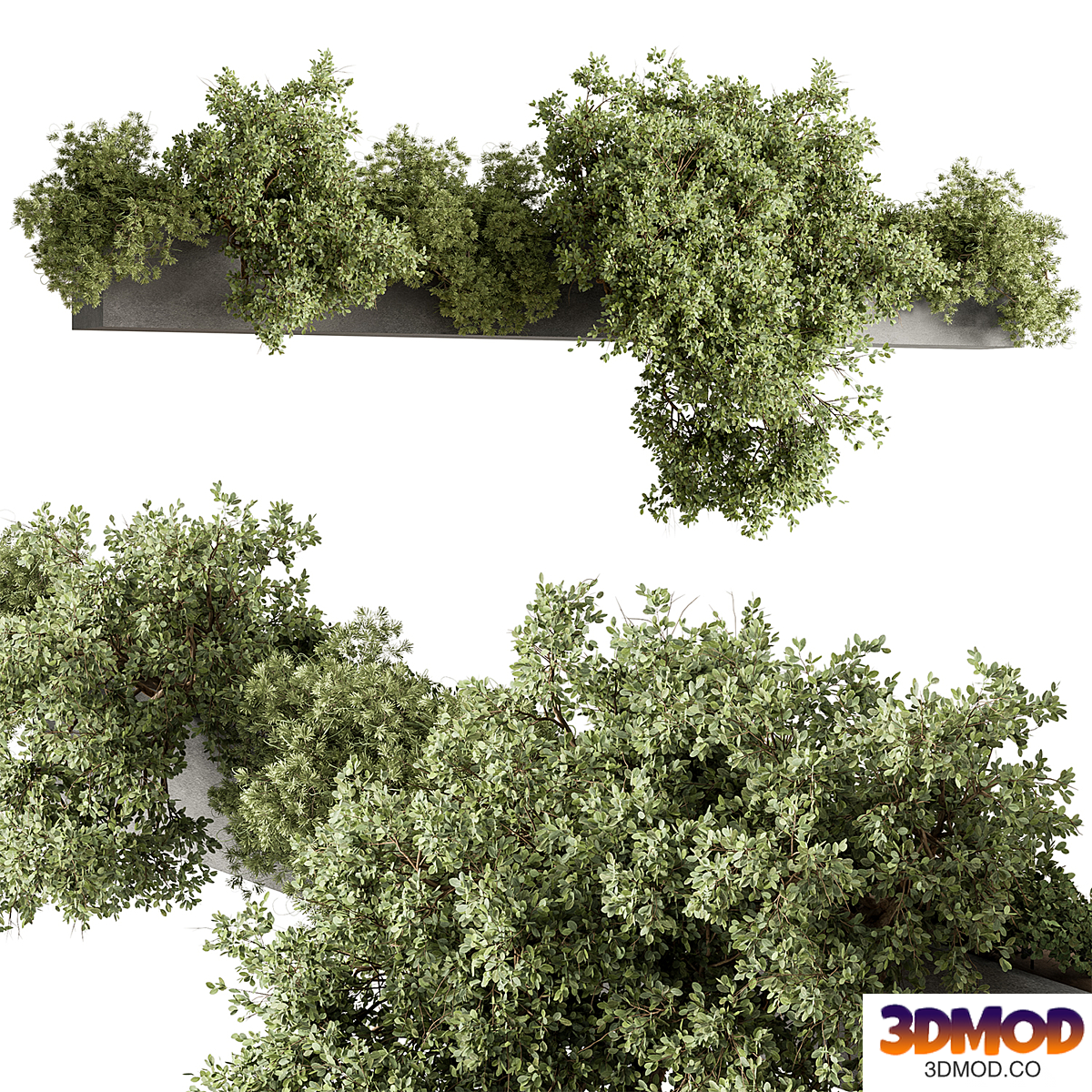 Outdoor Plant 557 - Hanging Plants