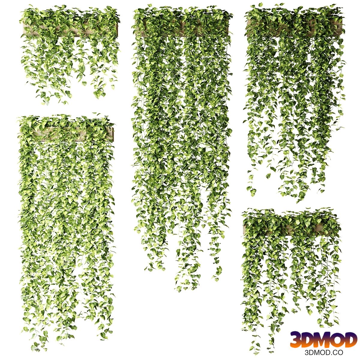 Hanging epipremnum plants in wooden crates