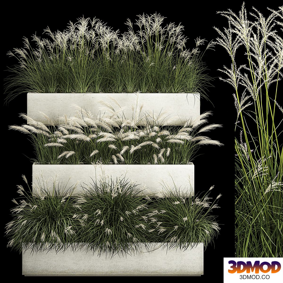 A collection of bushes for landscape design in outdoor flowerpots made of white feather grass and Miscanthus. 1132.