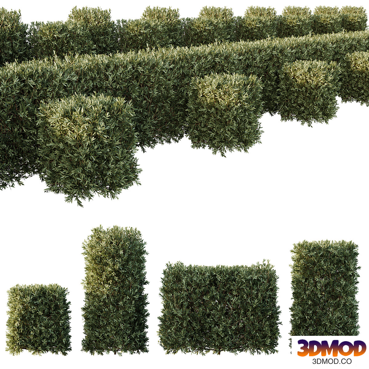 HQ Plants Montra Olive Bush Version4