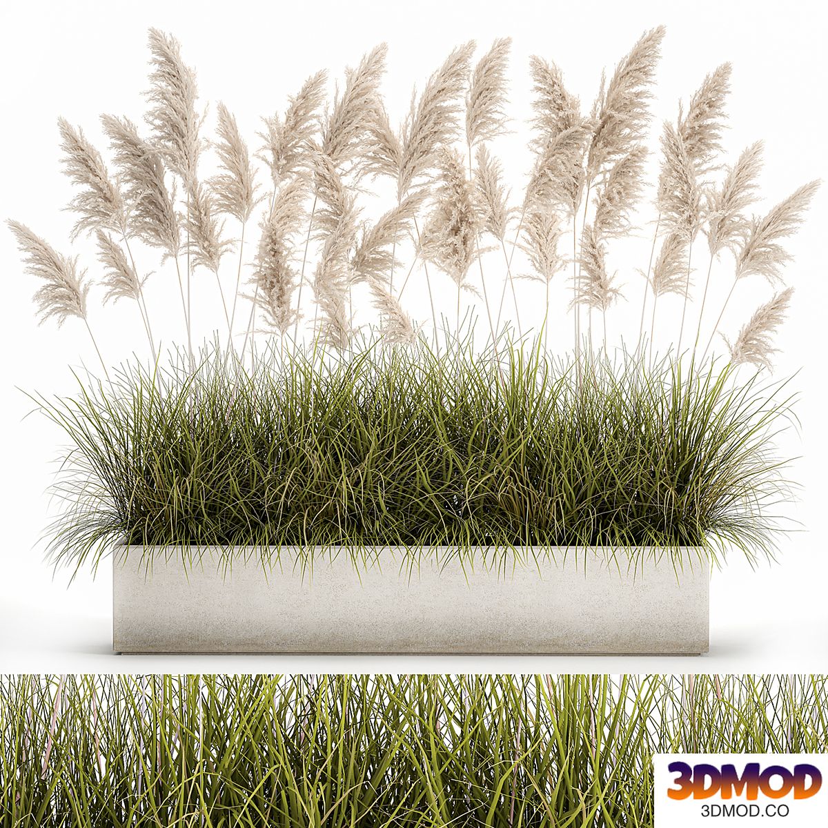 Collection of plants in a pot with white pampas grass, reeds, bushes. 1070.
