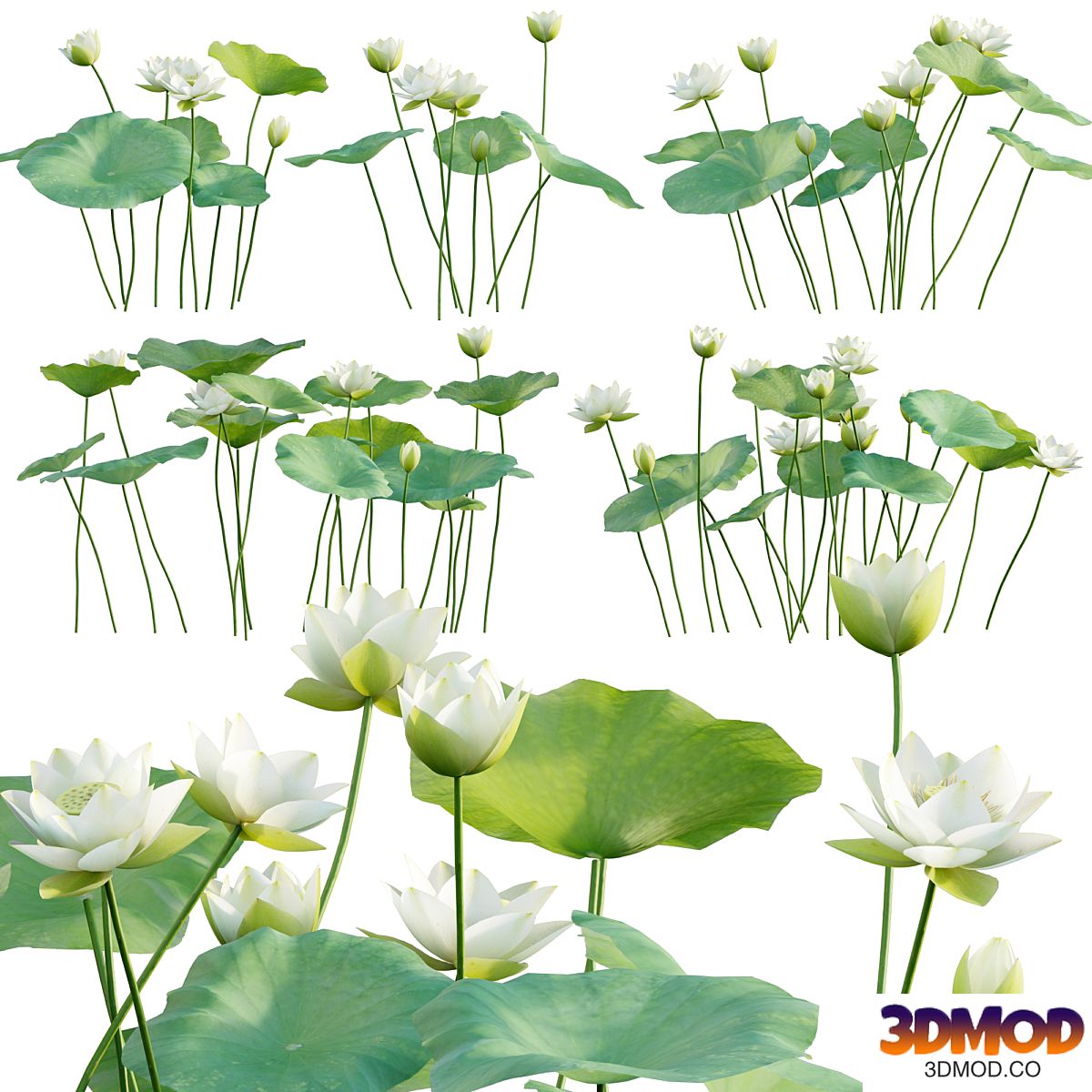 Nelumbo lutea - lotus