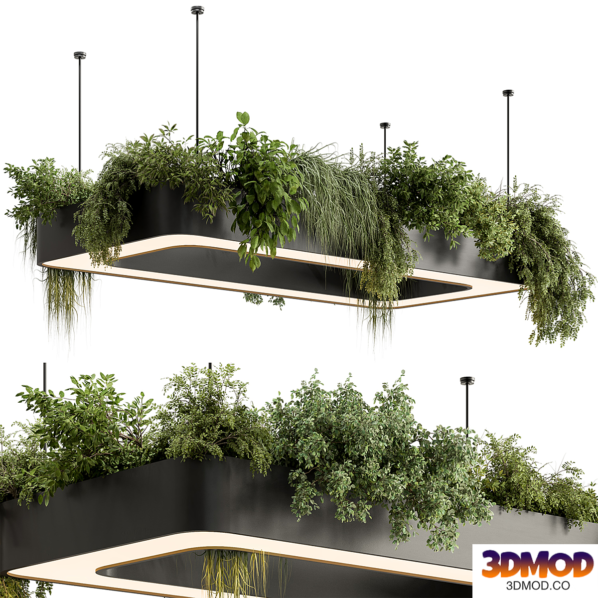 indoor Plant 635 - Hanging Plants