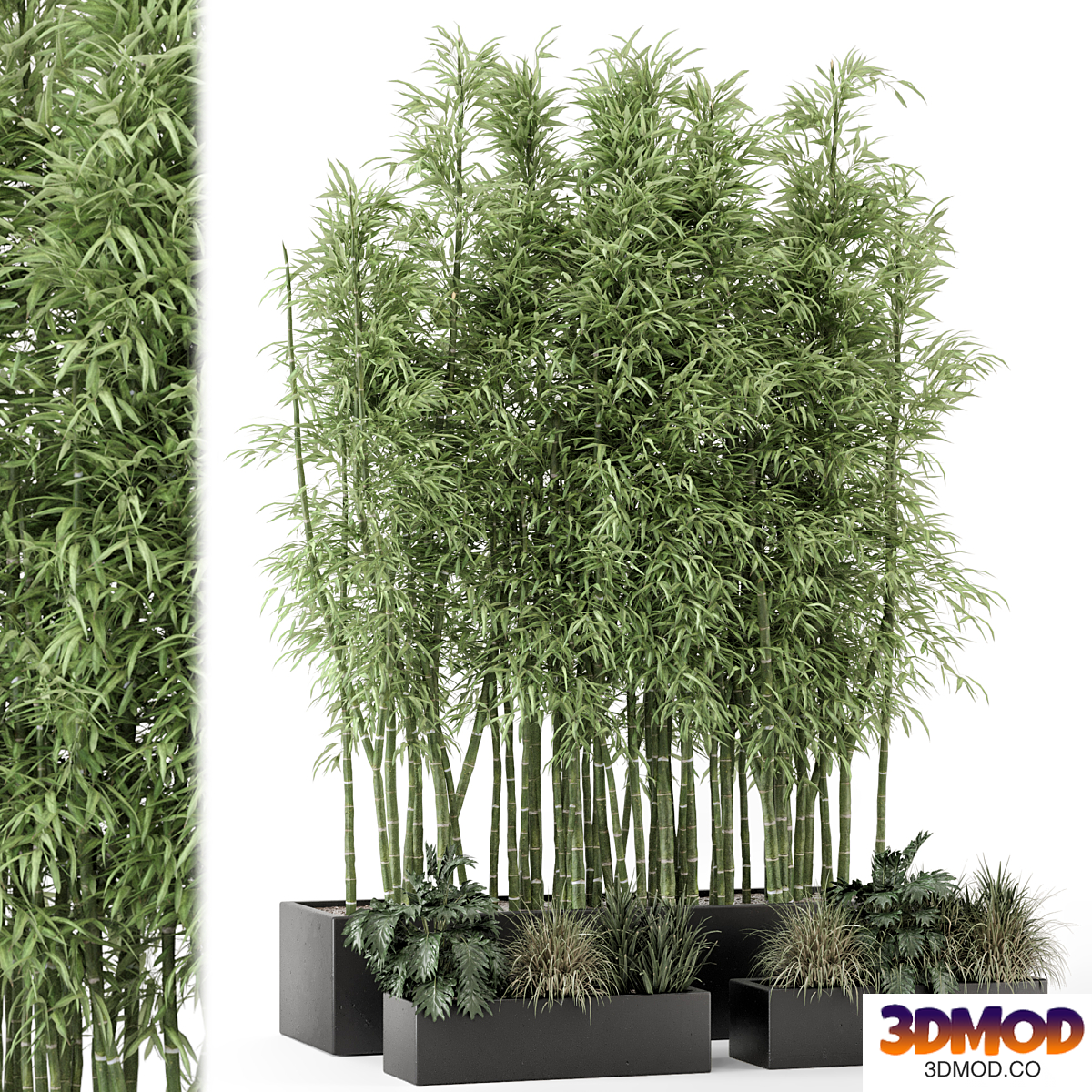 Indoor Plants Bamboo Set in rusty Concrete Pots - Set 1894