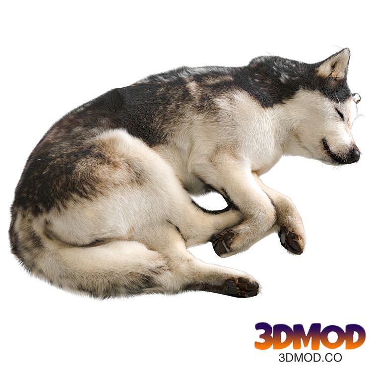 Dog 2
