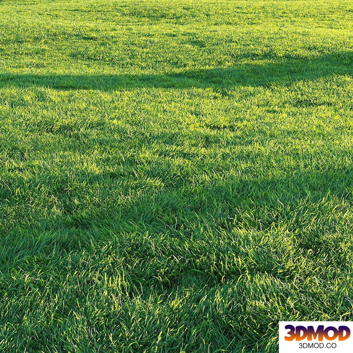 Grass