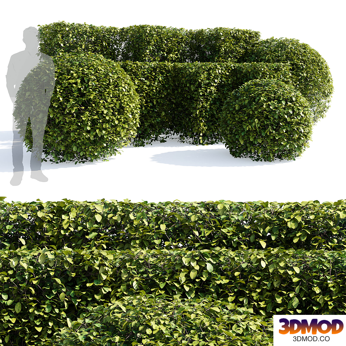 Chokeberry hedge (Aronia melanocarpa Hedge)