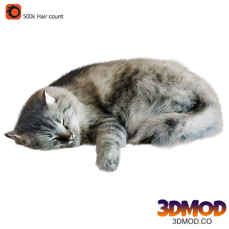Cat Corona