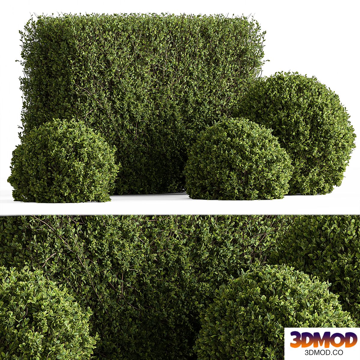 Cubic and Topiary Ball Bush 128