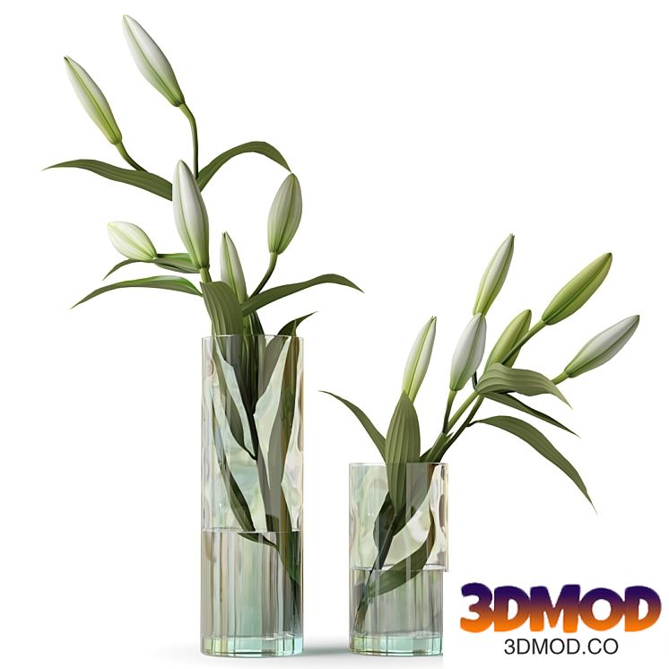 Lily in a glass vase
