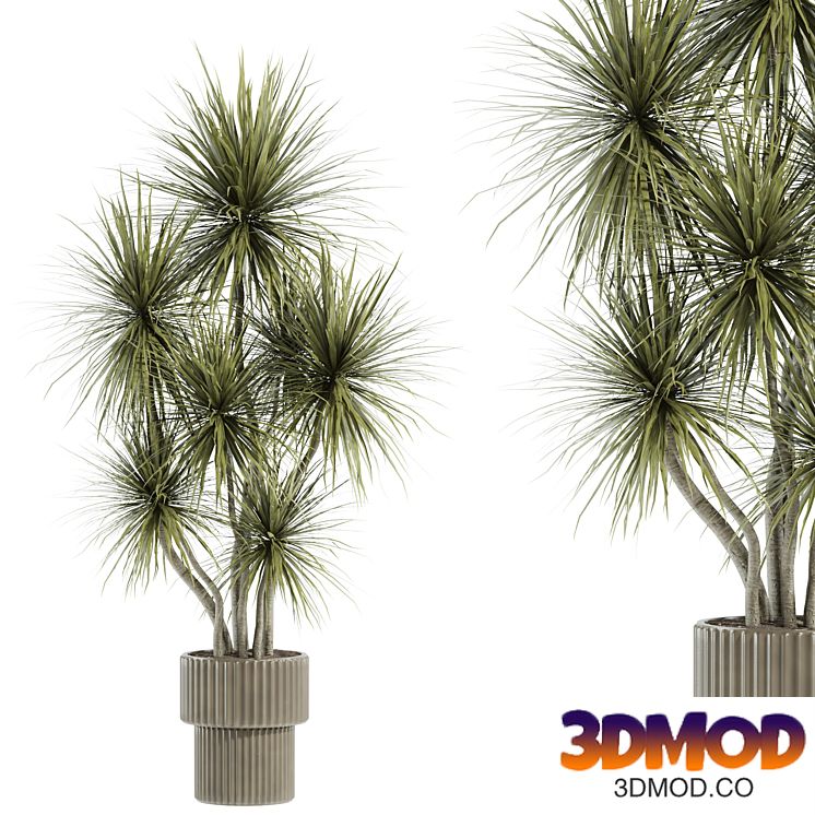set27 indoor plant
