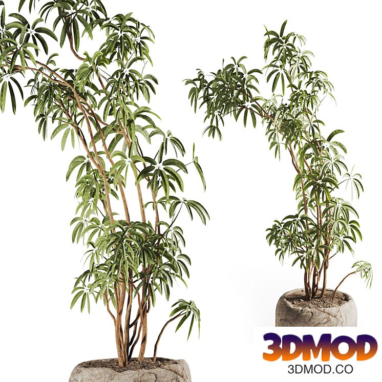 Schefflera arboricola Plant in Stone Pot
