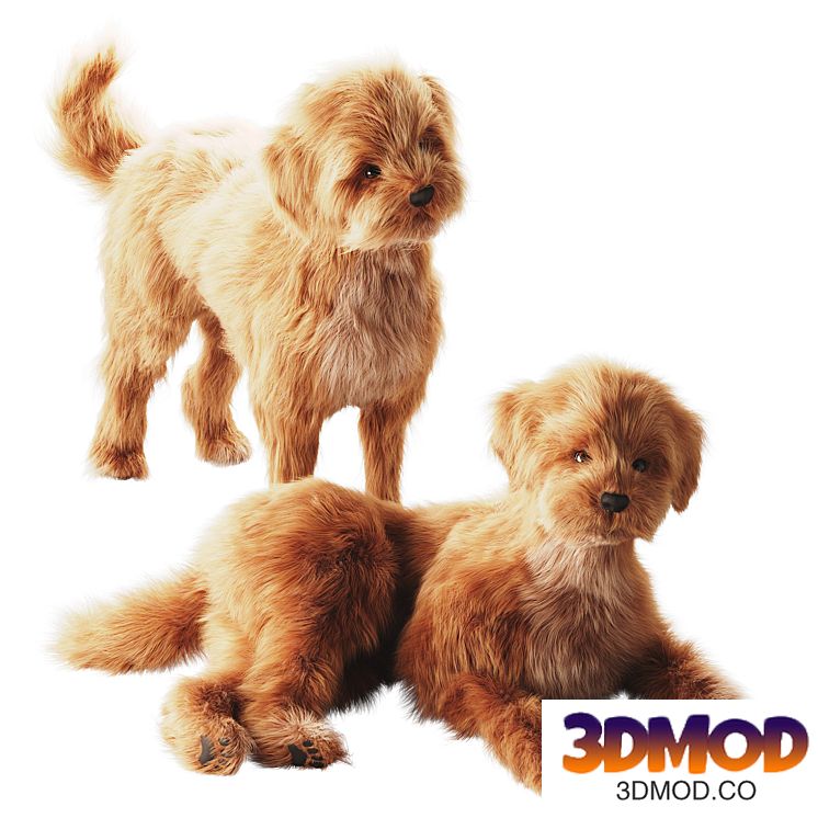 Small domestic dog