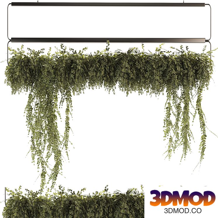 Indoor Plants - Ivy Plant set52