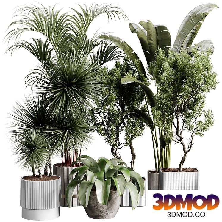 indoor plants 109 - plant collections in pot