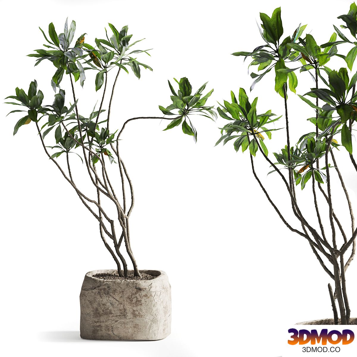 Tree in stone Planter