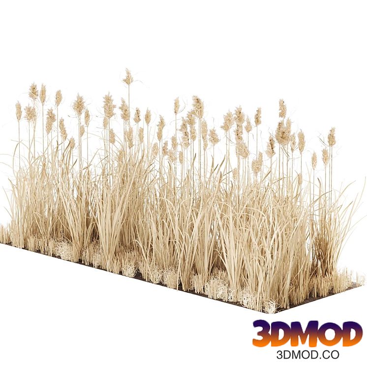 Dry reeds