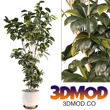 Bonsai Jungle Ficus Elastica Rubber Tree 341