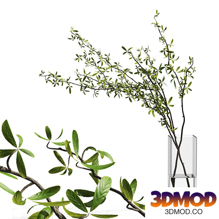 Bouquet of branches in a glass vase