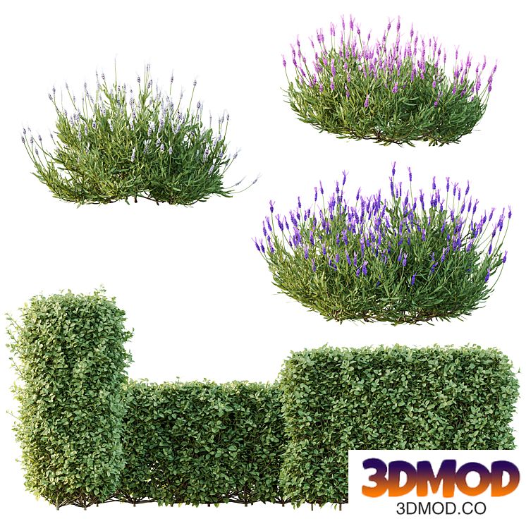 spring bush Lavandula Pedunculata Atlantica Subpedunculata and Ligustrum Ovalifolium Argenteum Aureum Box Hedge